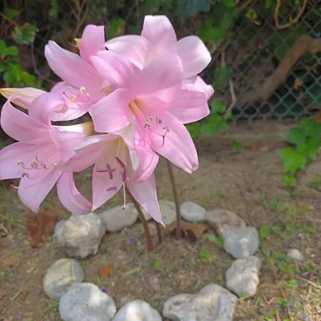 Beachfront Romantica Place First Floor * Agia Pelagia Chlomou