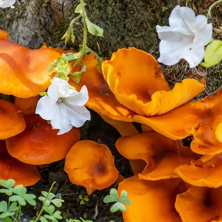 Beachfront Romantica Place First Floor Апартаменты Agia Pelagia Chlomou