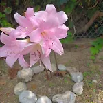 Beachfront Romantica Place First Floor * Agia Pelagia Chlomou